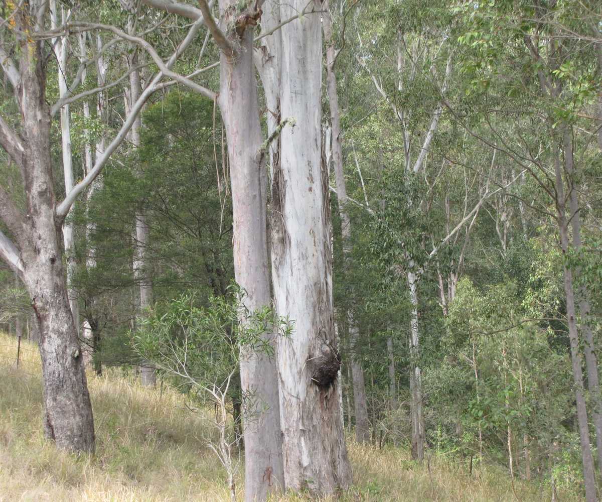 Main view of Homely rural property listing, - Bonalbo Farm Woodworths Road, Bonalbo NSW 2469