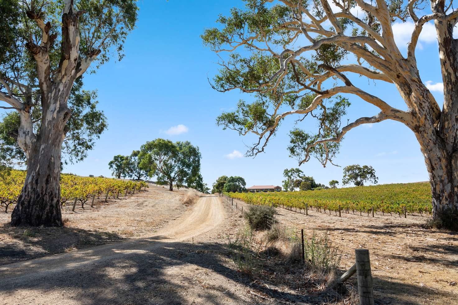 Main view of Homely viticulture listing, 133 Rhine Park Road, Eden Valley SA 5235